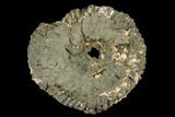 Iridescent, Pyritized Ammonite Fossil - Russia #181223-1